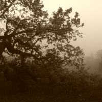 Oak Trees in the Fog (California)