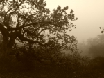 Oak Trees in the Fog (California)