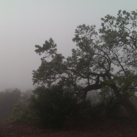 Oak Trees in the Fog (California)