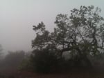 Oak Trees in the Fog (California)