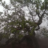 Oak Trees in the Fog (California)