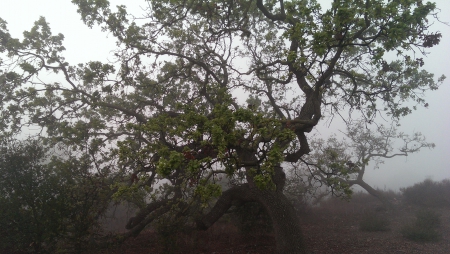 Oak Trees in the Fog (California) - nature, oak, california, trees, fog, thousand