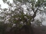 Oak Trees in the Fog (California)