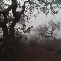 Oak Trees in the Fog (California)