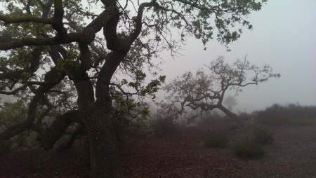 Oak Trees in the Fog (California) - nature, california, oak, trees, fog