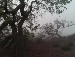 Oak Trees in the Fog (California)