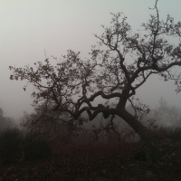 Oak Trees in the Fog (California)