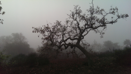 Oak Trees in the Fog (California) - nature, oak, california, trees, fog, thousand