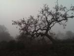 Oak Trees in the Fog (California)