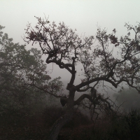 Oak Trees in the Fog (California)