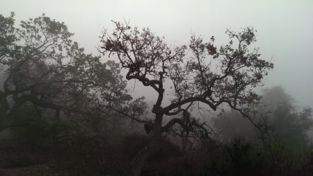 Oak Trees in the Fog (California) - nature, oak, california, trees, fog, thousand