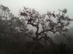 Oak Trees in the Fog (California)