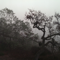 Oak Trees in the Fog (California)