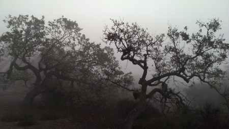 Oak Trees in the Fog (California)