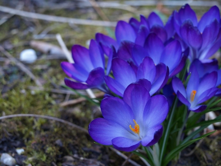 Blue Crocuses! - nature, crocus, flowers, blue