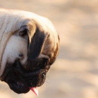 Pug