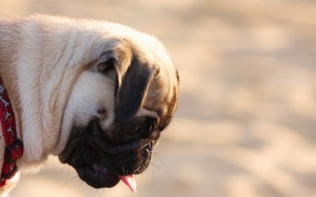 Pug - face, pug, profile, dog, dogs, pugs