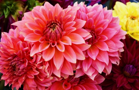 Dahlias - nature, dahlia, flowers, dahlias, flower