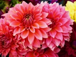 Dahlias