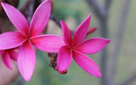 Plumeria for Dear Friend Adi - flowers, pink frangipani, pink plumeria, nature, plumeria, flower, frangipani, pink