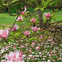 Pink Magnolia Blossoms