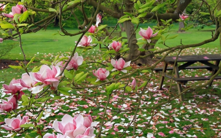 Pink Magnolia Blossoms