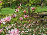 Pink Magnolia Blossoms