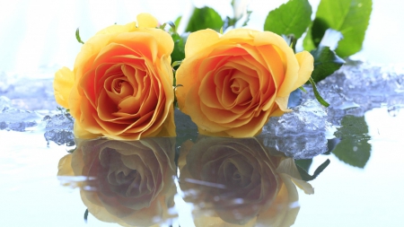 âbeautiful yellow rosesâ - ice, the, two, yellow, roses, on