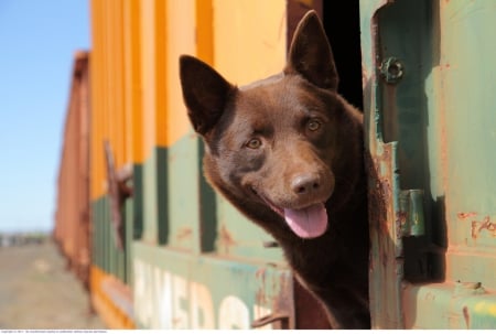 red dog - movie, story, train, sky