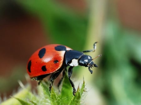 Ladybug - on, Insect, spotted, plant