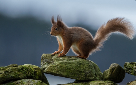 Squirrel on stone - colorful, stone, beautiful, splendor, squirrel