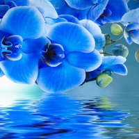 Blue orchids reflection