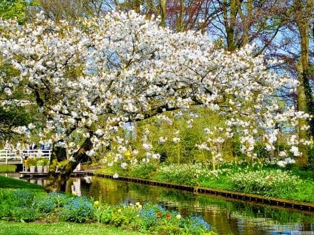 Springtime - blooming, freshness, springtime, flowering, park, lovely, spring, creek, pretty, blossoms, walk, beautiful, tree, flowers, grass, garden