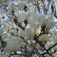 Magnolia Alba