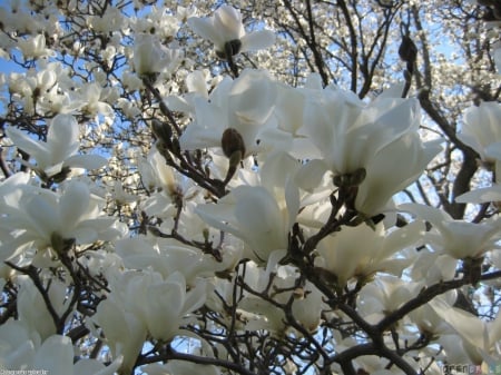 Magnolia Alba - cand, isi arata, frumusetea, natura