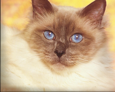 Siamese cat - paws, cute, cat, siamese