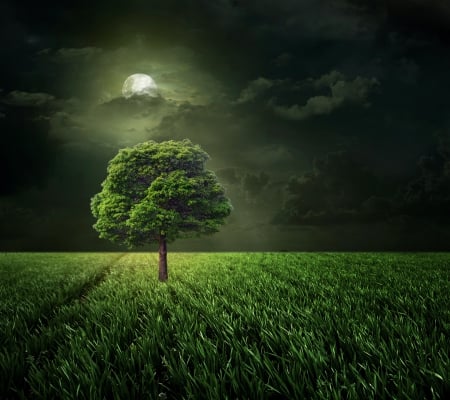 ♥Moonlight♥ - clouds, moon, grass, night, light, tree, full, field, sky