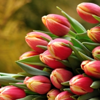 * Tulips *