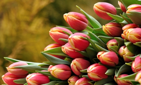 * Tulips * - nice, soft, tulips, flowers, spring