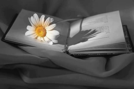 light contrast - book, daisy, beauty, two colors, love, light, poetry, contrast