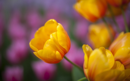 Yellow Tulips - tulips, flowers, yellow, beautiful