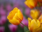 Yellow Tulips