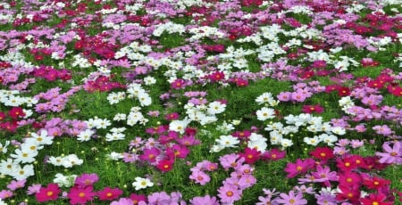 Field of Flowers - field, flowers, grass, spring