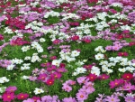 Field of Flowers