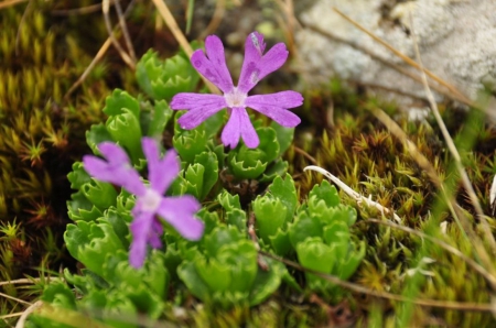 Purple Flowers - flowers, nature, purple, green, photography, grass, photo, Bulgaria