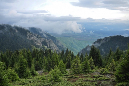 Beautiful Mountain Forest - sky, forest, photo, photography, trees, nature, mountain, bulgaria