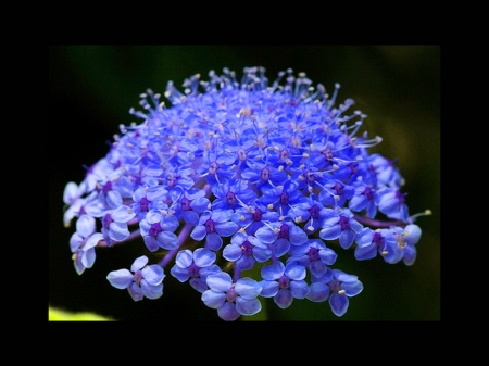 Spring blues - beauty, blue, bunch, flowers, black