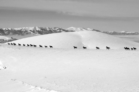 Winter Walk - winter, black, animals, photo, horses, white, sky, photography, nature, gray, mountain, snow, bulgaria