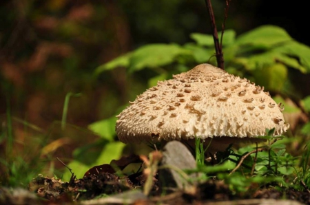 Mushroom - nature, mushroom, green, photography, nice, photo, Bulgaria