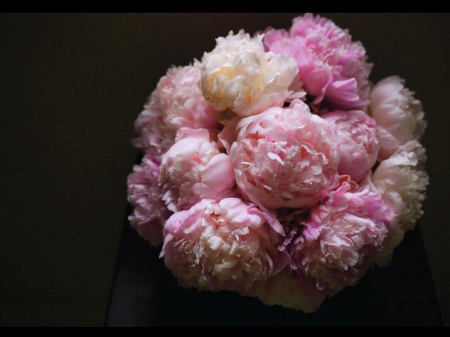 Just peonies - white, peonies, pink, flowers, black